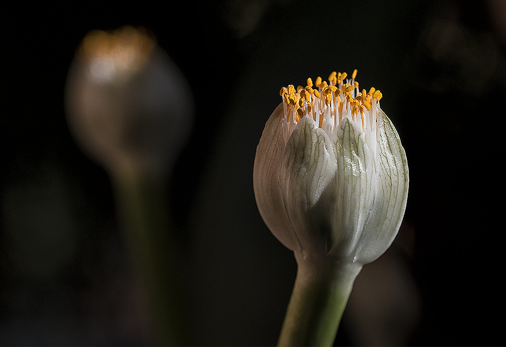 A! Botanischer Garten WTL20151102_0028 als Smartobjekt-1 Kopie.JPG